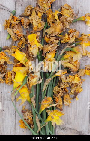 Narcissus. Daffodil flowerheads removed by deadheading to allow the plant to store energy for the following year's bloom - spring, UK Stock Photo