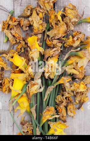 Narcissus. Daffodil flowerheads removed by deadheading to allow the plant to store energy for the following year's bloom - spring, UK Stock Photo