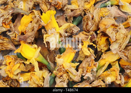 Narcissus. Daffodil flowerheads removed by deadheading to allow the plant to store energy for the following year's bloom - spring, UK Stock Photo