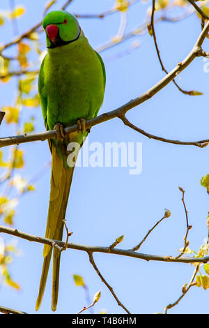 parrot perched on a  jungle branch  colorful macaw parrot Stock Photo