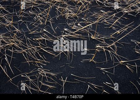 Iceland. Marram grass (ammophila sp., also beachgrass or dune grass) growing in black volcanic soil Stock Photo