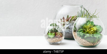 Succulent plants in florarium vases, copy space Stock Photo