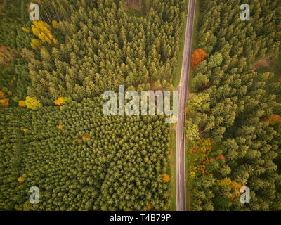 Empty road through forest from above in autumn Stock Photo