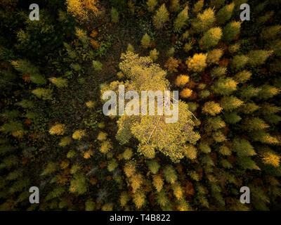 Big pine tree grows between small trees in the forest in autumn Stock Photo