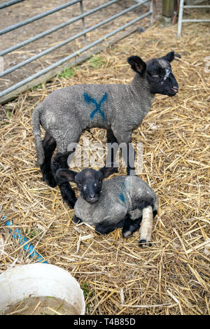 Lambs in Devon, Agricultural Field, Agriculture, Animal, England, English Culture, Exmoor National Park, Farm, Freedom, Grass, Grazing, Livestock, Mam Stock Photo