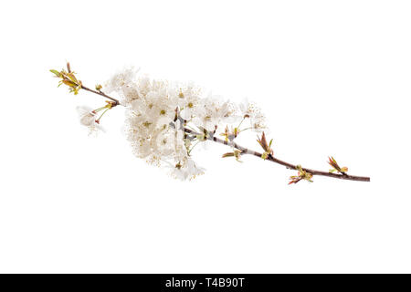 Cherry tree spring branch with white flowers. Sakura blossom isolated on white. Stock Photo