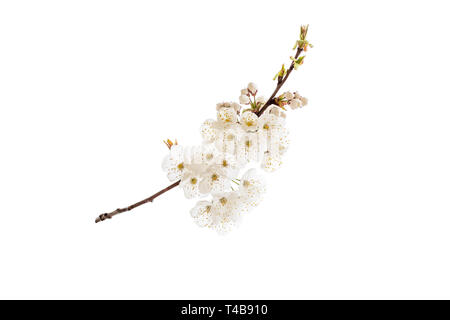 Cherry tree spring branch with white flowers. Sakura blossom isolated on white. Stock Photo