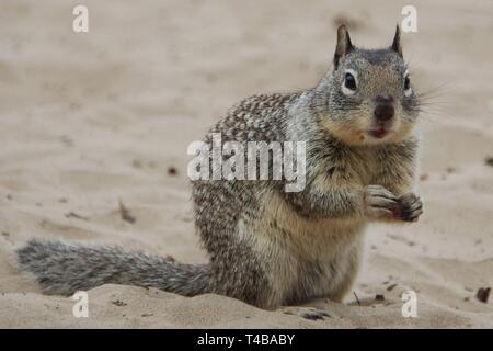 A close-up of a California Ground Squirrel (Otospermophilus beecheyi), also called Beechey ground squirrel, on the sandy beach of Northern California. Stock Photo