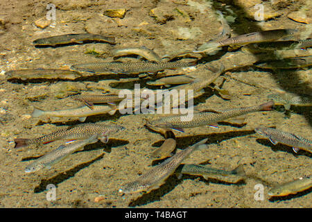 brook trouts and river trouts, (Salvelinus fontinalis), (Salmo trutta fario) Stock Photo