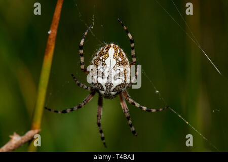 oak spider, Sippenauer Moor, (Aculepeira ceropegia) Stock Photo