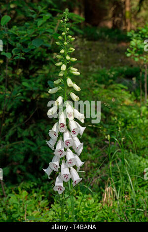 yellow foxglove, bi (Digitalis grandiflora) Stock Photo