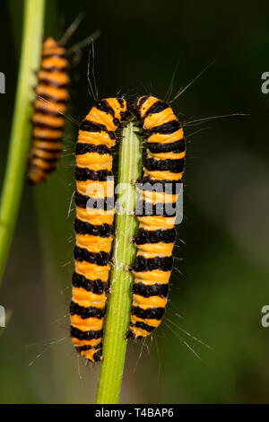 cinnabar moth, caterpillars, (Tyria jacobaeae) Stock Photo