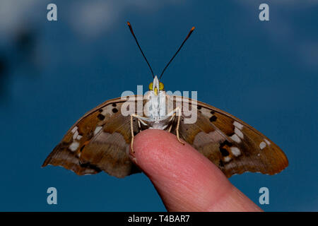 lesser purple emperor, (Apatura ilia) Stock Photo