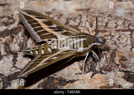 striped hawk-moth, (Hyles livornica) Stock Photo