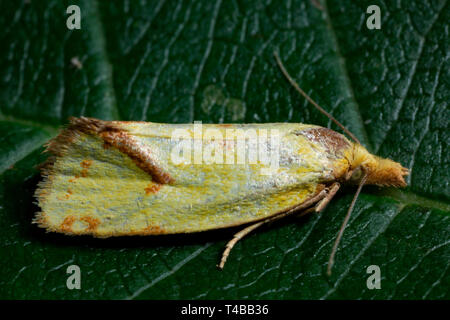 Hook-marked Straw Moth, (Agapeta hamana) Stock Photo
