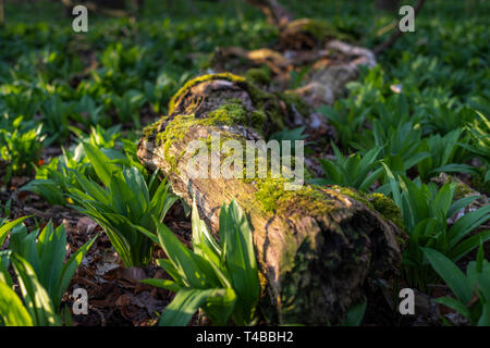 Bärlauch, Allium ursinum, und Baumstamm; Frühling im Auwald Leipzig Stock Photo