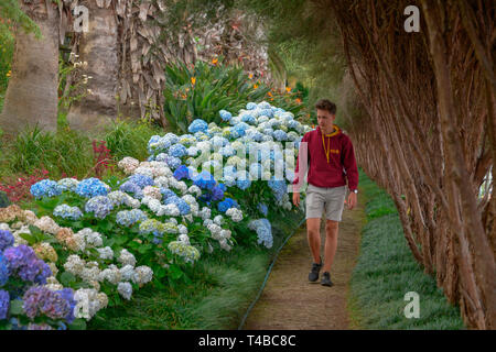 Hortensien (Hydrangea), Monte Palace Tropical Garden, Monte, Funchal, Madeira, Portugal Stock Photo
