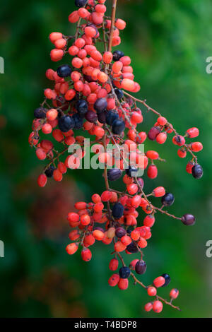 Japanische Berchemie, Berchemia racemosa Stock Photo