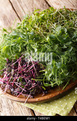 Micro green mix of peas, cilantro, mustard, radish close-up on a plate on the table. vertical Stock Photo
