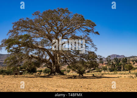 Big alone standing tree near Wukro Cherkos in Ethiopia Stock Photo