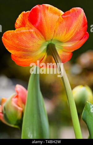 Tulip Sun Lover “The Chameleon Tulip” Stock Photo