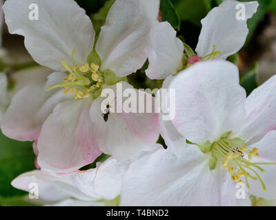 Ant on apple flower. Spring apple blooming Stock Photo