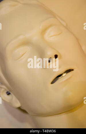 One Layout medical mannequin face man with open mouth close-up, medical exhibit Stock Photo
