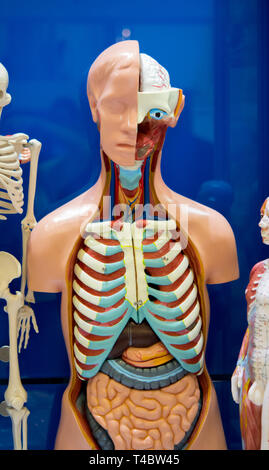 Human internal organs dummy, training dummy, detail of the face, thorax