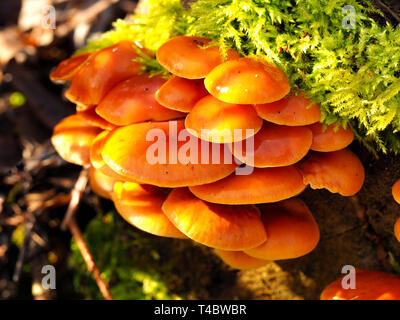 Mushrooms growing on a mossy tree stump in a wood in autumn Stock Photo