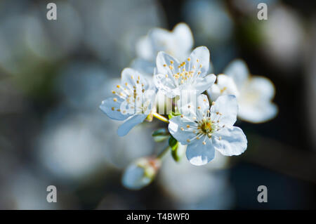 white apple tree flowers in blossom Stock Photo