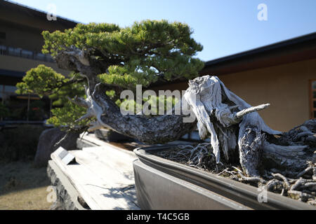 Saitama. 13th Apr, 2019. Photo taken on April 13, 2019 shows the bonsai 'Seiryu' displayed at the Omiya Bonsai Art Museum in Saitama, Japan. The Omiya Bonsai Art Museum opened to public in 2010, displaying over 100 masterpieces. Credit: Du Xiaoyi/Xinhua/Alamy Live News Stock Photo