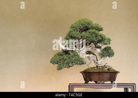 Saitama. 13th Apr, 2019. Photo taken on April 13, 2019 shows a bonsai at the Omiya Bonsai Art Museum in Saitama, Japan. The Omiya Bonsai Art Museum opened to public in 2010, displaying over 100 masterpieces. Credit: Du Xiaoyi/Xinhua/Alamy Live News Stock Photo