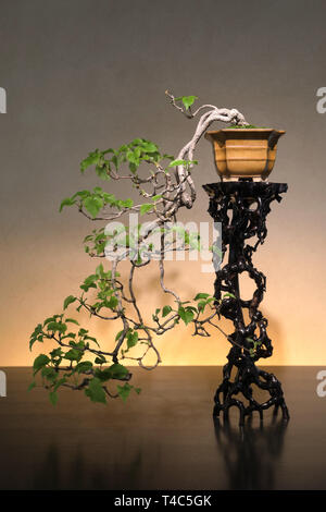 Saitama. 13th Apr, 2019. Photo taken on April 13, 2019 shows a bonsai at the Omiya Bonsai Art Museum in Saitama, Japan. The Omiya Bonsai Art Museum opened to public in 2010, displaying over 100 masterpieces. Credit: Du Xiaoyi/Xinhua/Alamy Live News Stock Photo