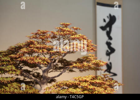 Saitama. 13th Apr, 2019. Photo taken on April 13, 2019 shows a bonsai at the Omiya Bonsai Art Museum in Saitama, Japan. The Omiya Bonsai Art Museum opened to public in 2010, displaying over 100 masterpieces. Credit: Du Xiaoyi/Xinhua/Alamy Live News Stock Photo