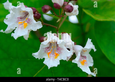 Praechtiger Trompetenbaum, Catalpa speciosa Stock Photo