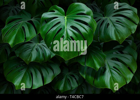 Large green monstera leaves on a dark background Stock Photo