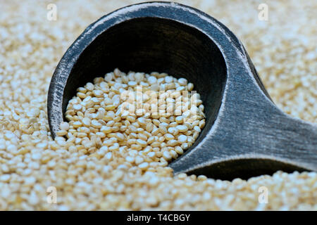 Quinoa mit Holzloeffel, Chenopodium quinoa Stock Photo