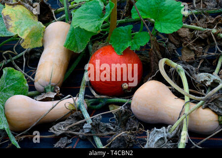 Hokkaido-Kuerbis und Butternuss-Kuerbis mit vertrocknetem Laub, Hokkaidokuerbis, Curcurbita maxima, Cucurbita mochata, Cucurbita maxima Stock Photo