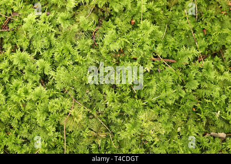 Green Moss Close Up, Nature Background Texture Stock Photo