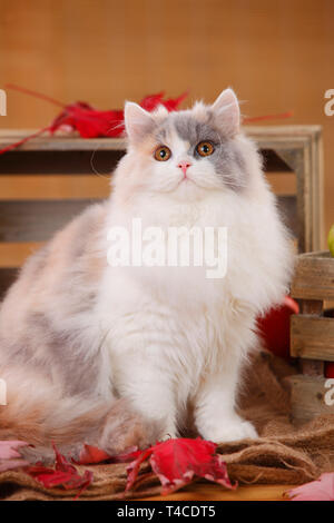 British Longhair Cat, blue-tortie-white Stock Photo