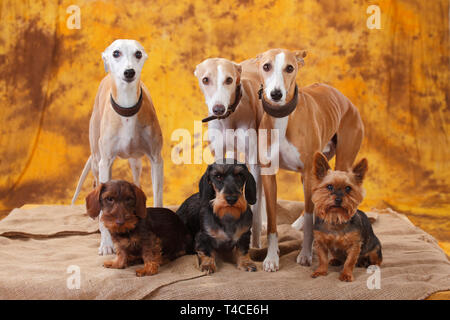 Whippets, Miniature Wirehaired Dachshunds and Mixed Breed Dog Stock Photo