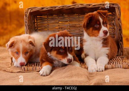 Australian Shepherd, puppies, 8 weeks, red tri and red-merle Stock Photo