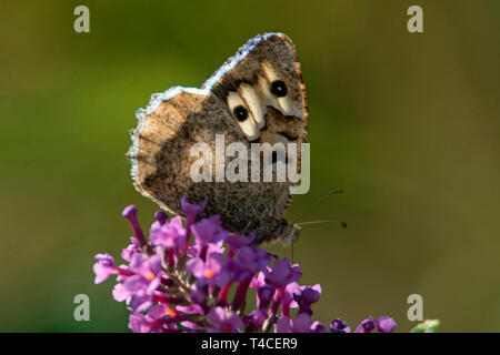 hermit moth, female, (Chazara briseis Stock Photo - Alamy