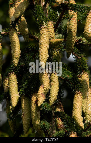 norway spruce, cones, (Picea abies) Stock Photo