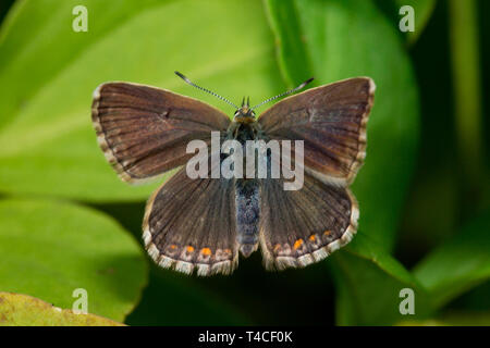 northern brown argus, (Aricia artaxerxes) Stock Photo