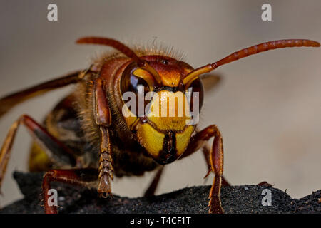 european hornet, (Vespa crabro) Stock Photo