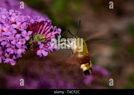 broad-bordered bee hawk-moth, (Hemaris fuciformis) Stock Photo