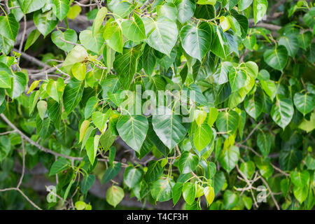 Bodhi tree green leaves background Stock Photo