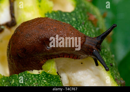 red slug, (Arion rufus) Stock Photo