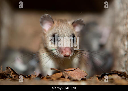 edible dormouse, (Glis glis) Stock Photo